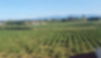 Domaine de la Vigne Barbe