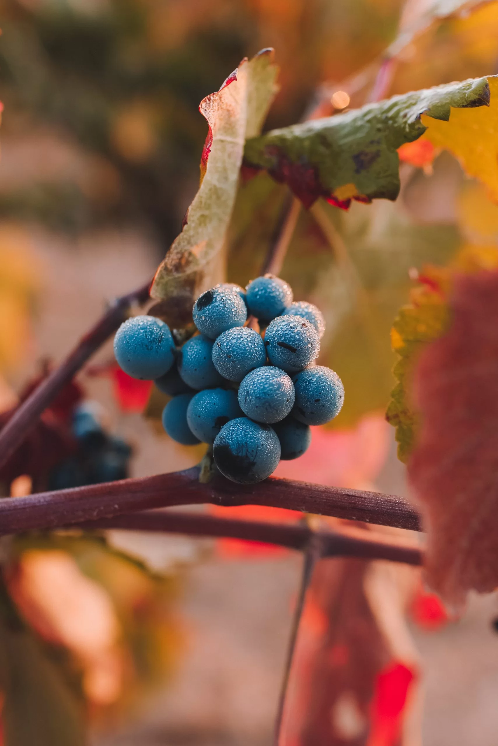 Domaine de Massiac