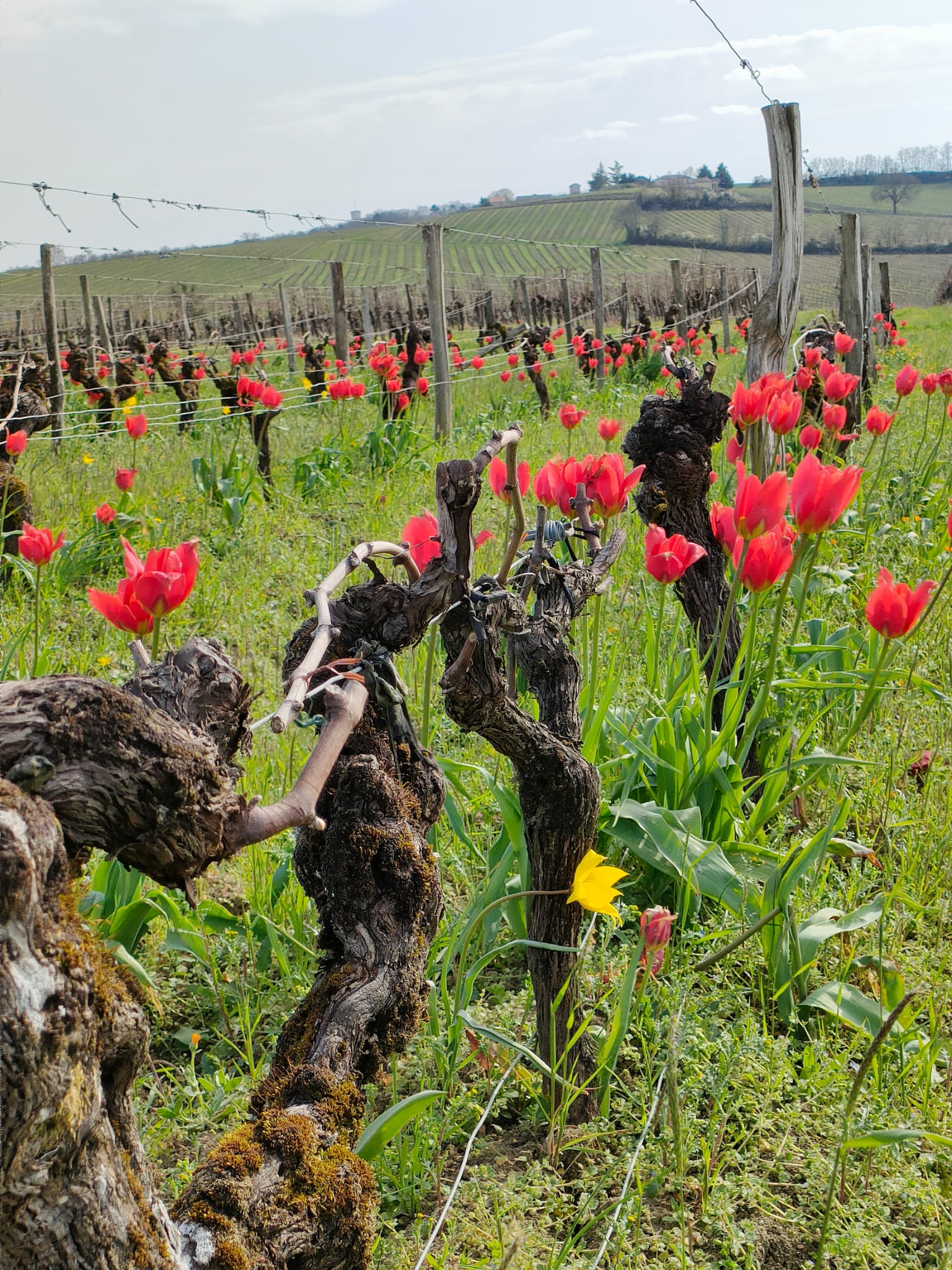Domaine de Maurin