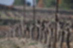 Domaine de Montaude