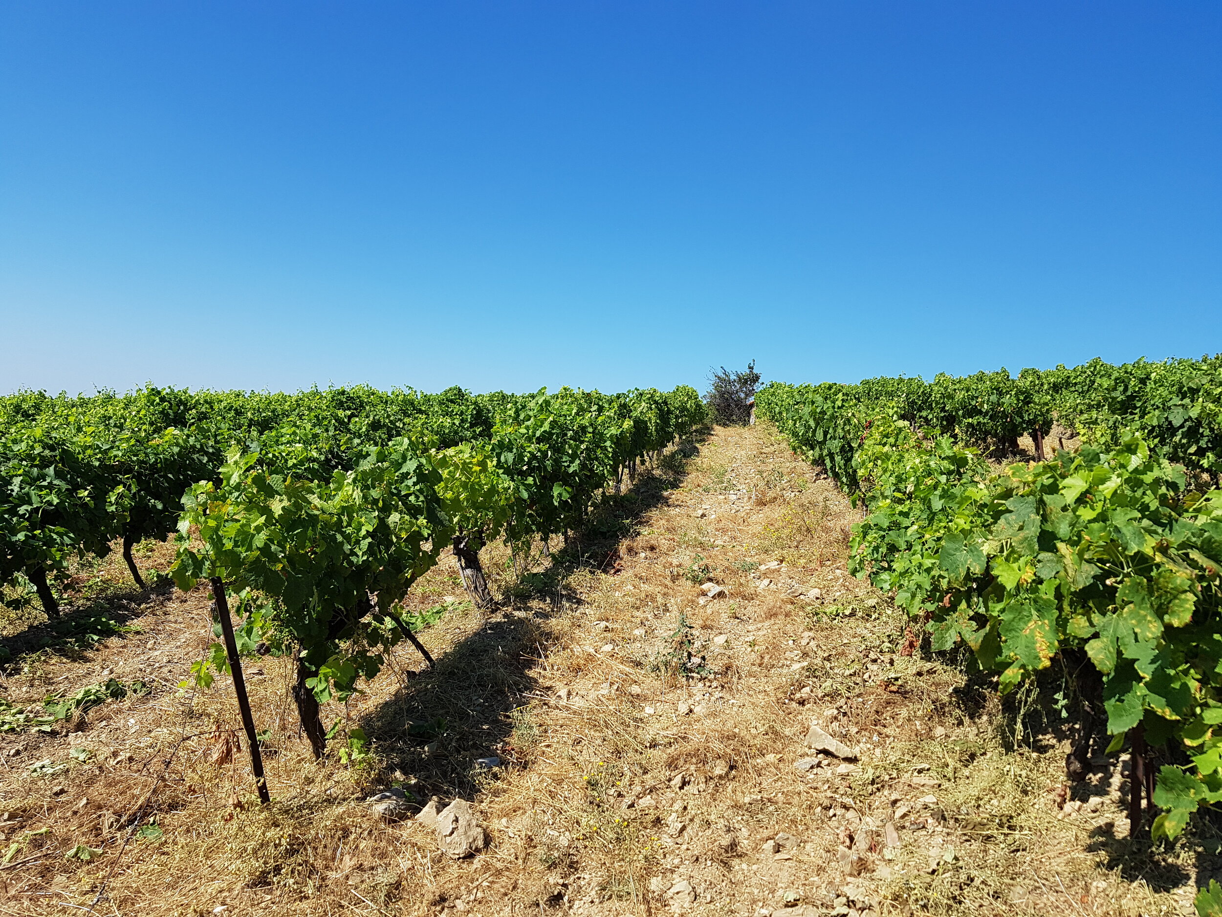 Domaine de Monthelys