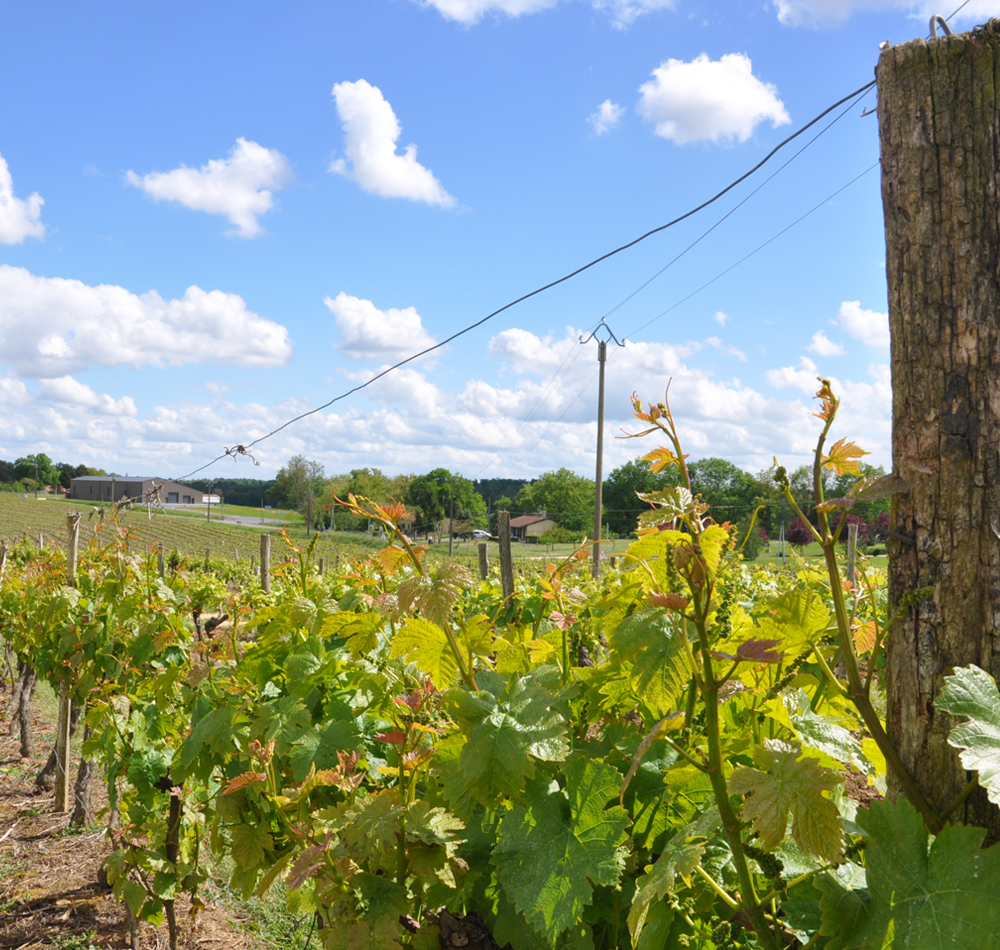 Domaine de Ouardere