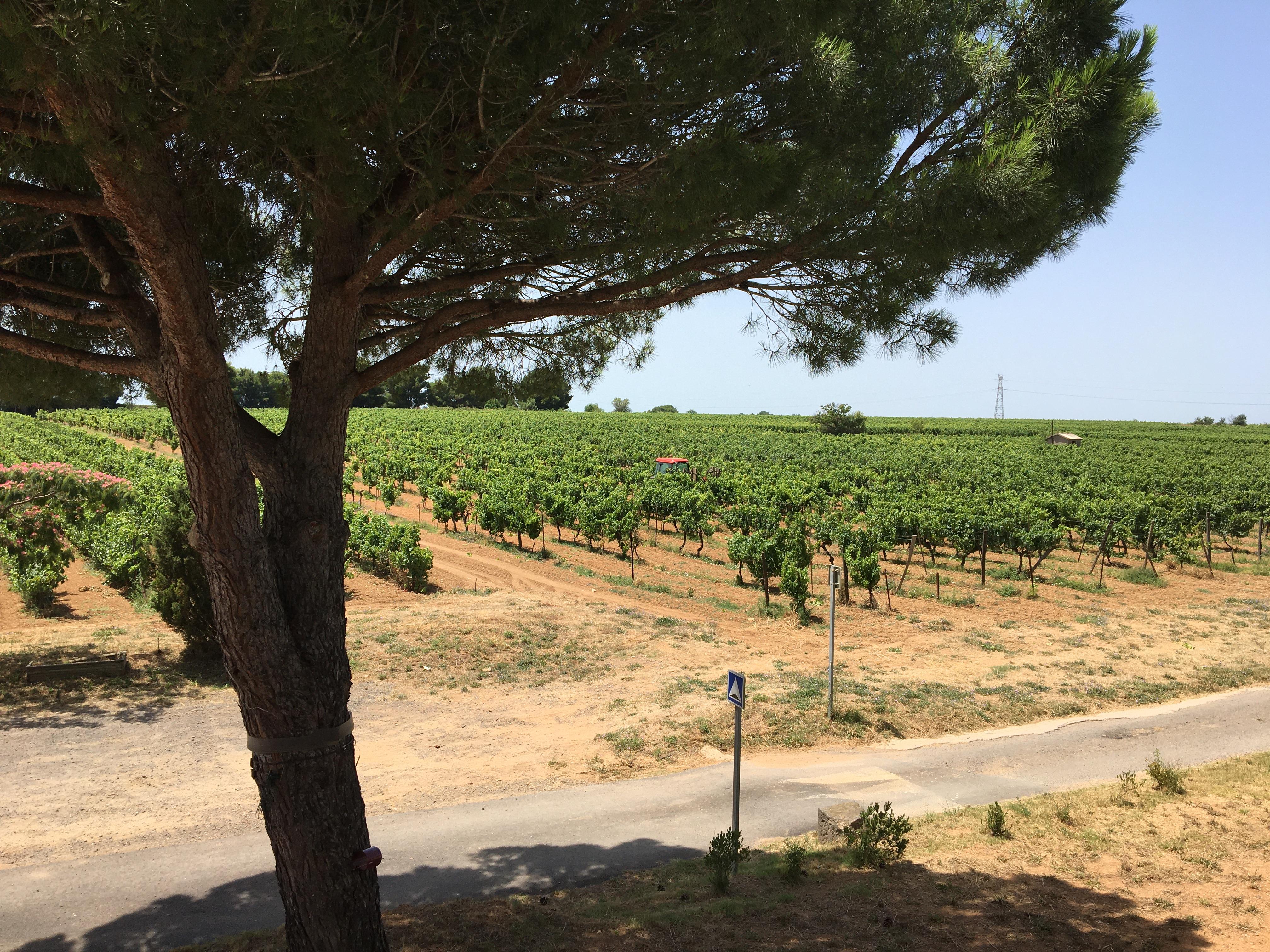 Domaine de Petit Roubie