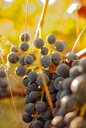 Domaine de Revel