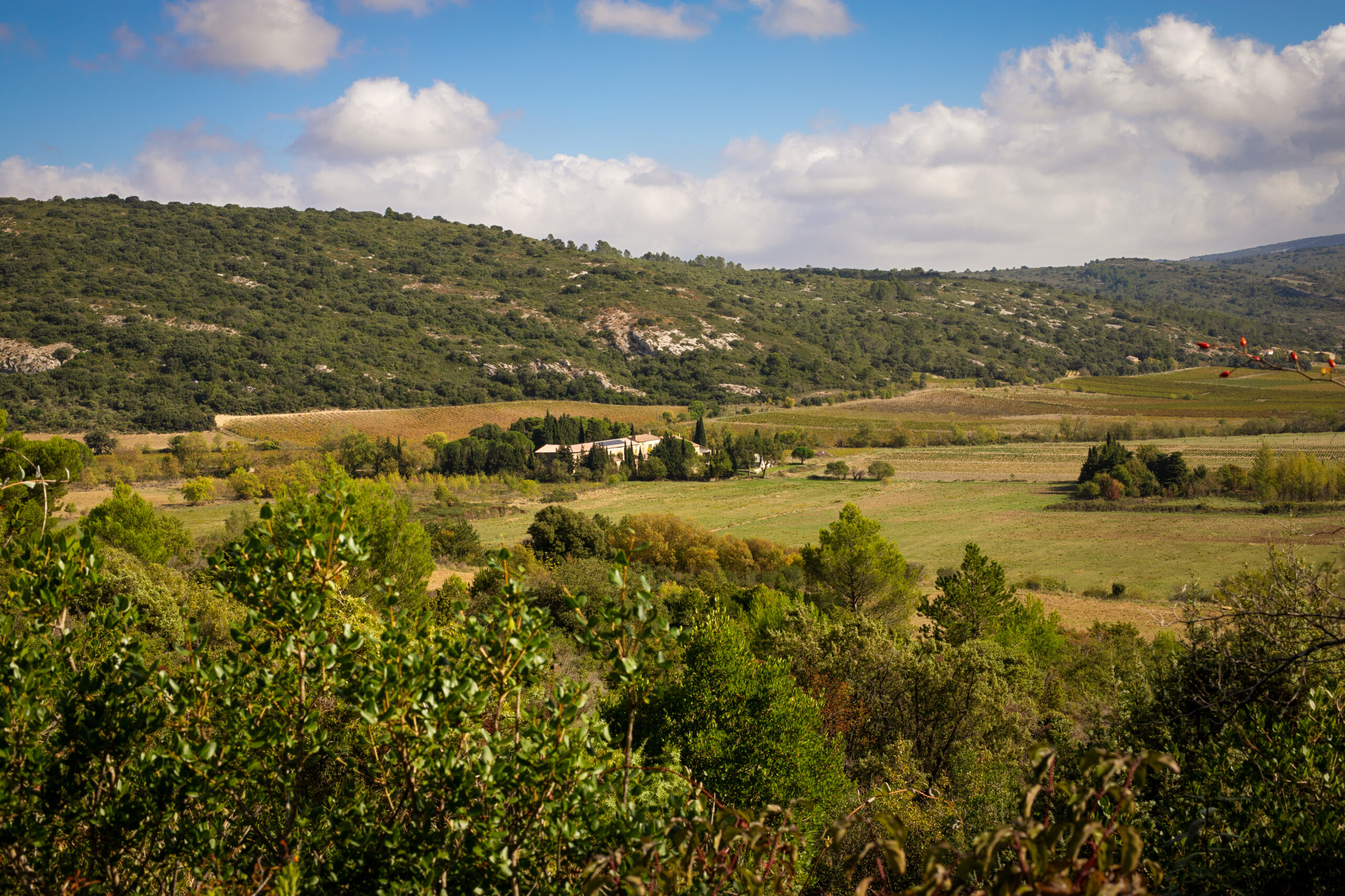 Domaine de Roquenegade