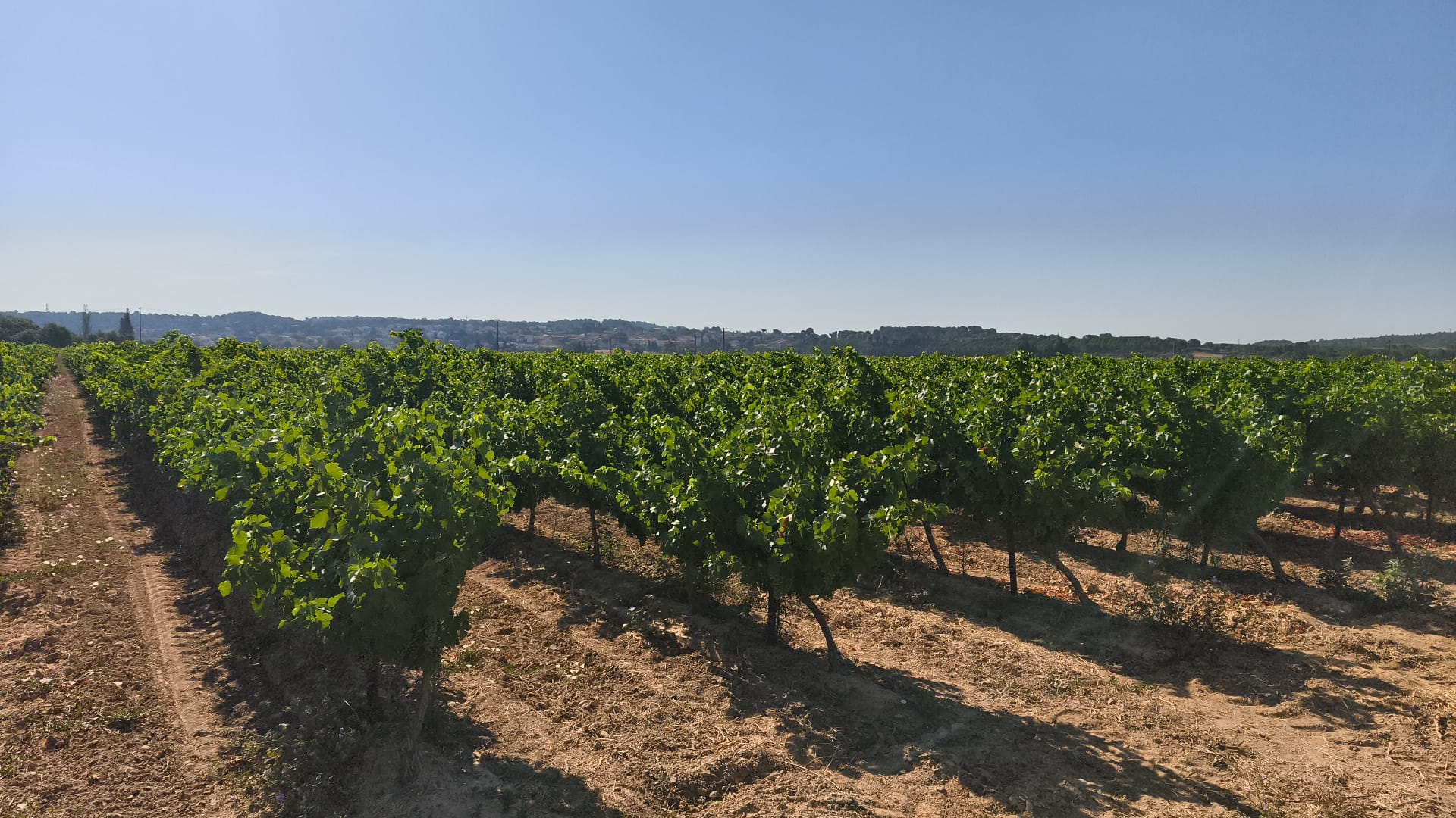Domaine de Sainte Anne