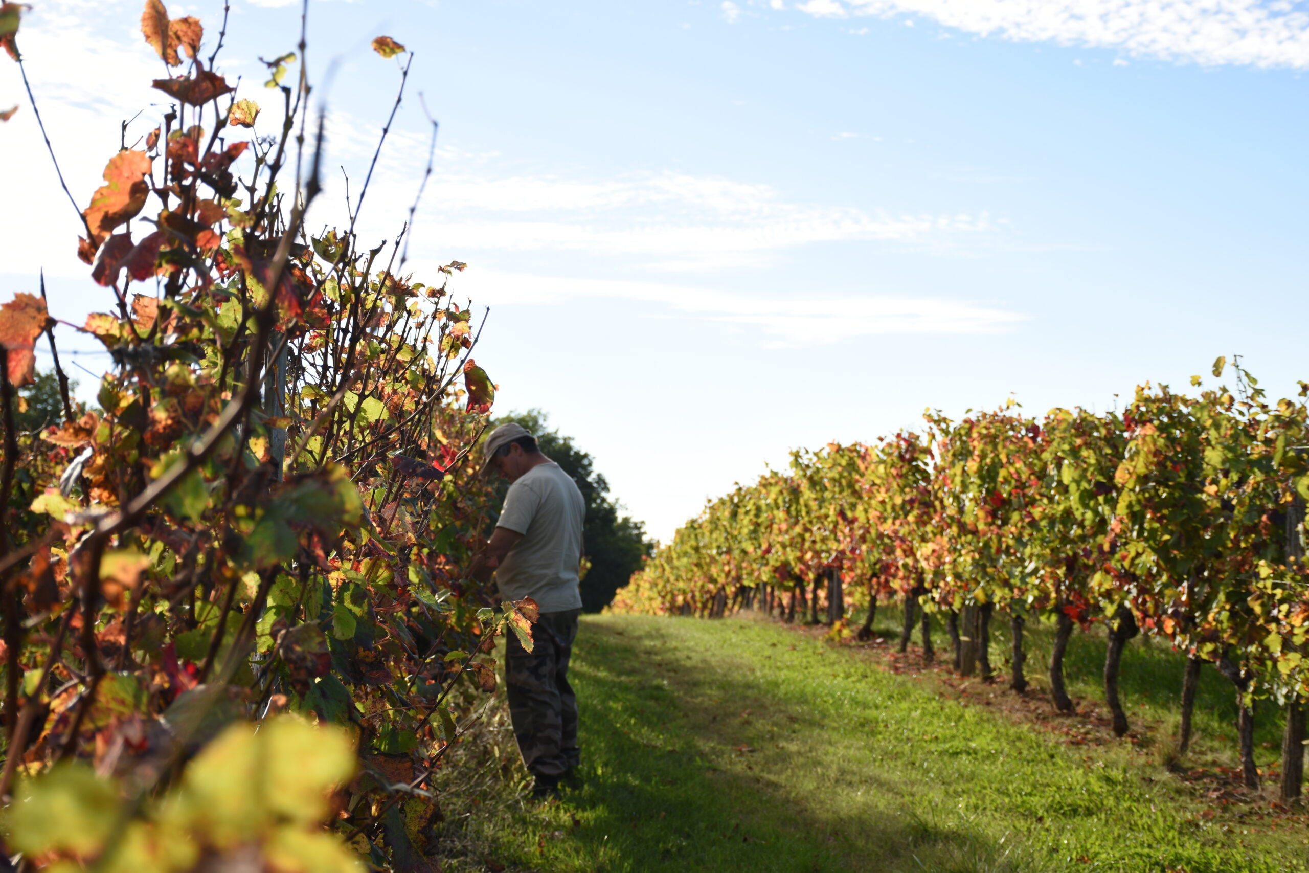 Domaine des Albizzias