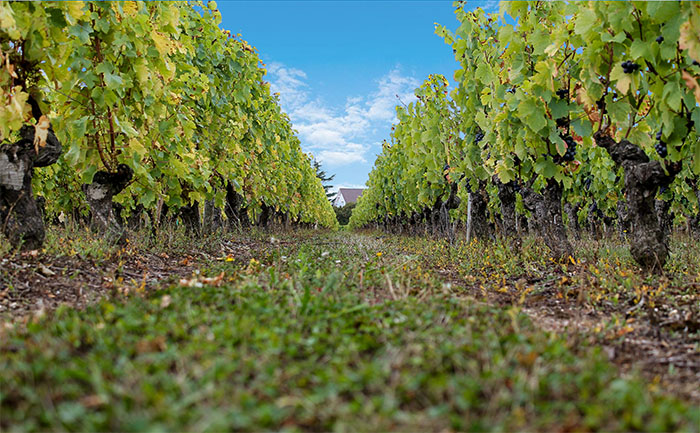 Domaine des Corbillieres