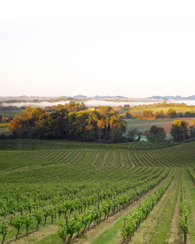 Domaine des Fumees Blanches