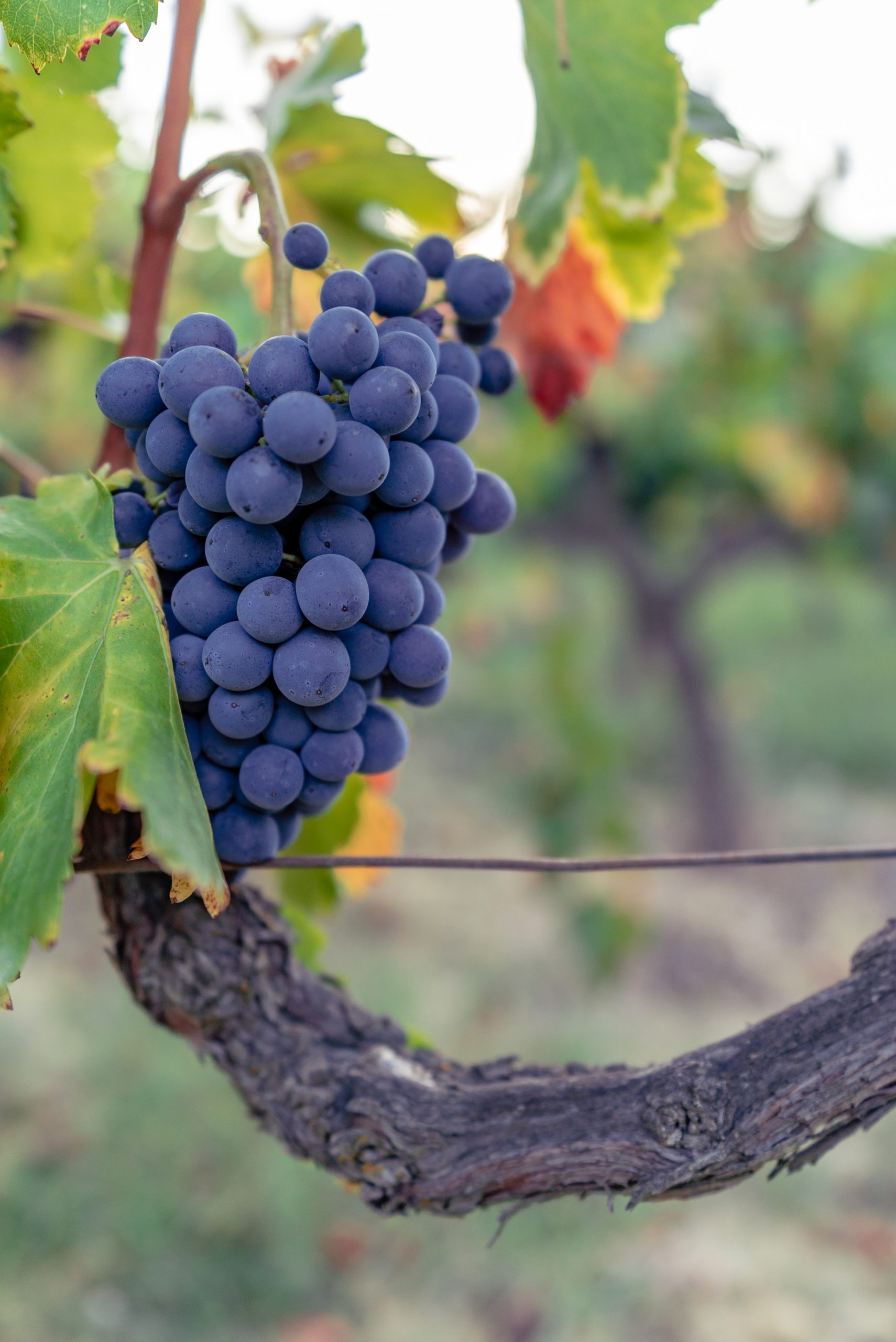Domaine des Hauts Traversiers