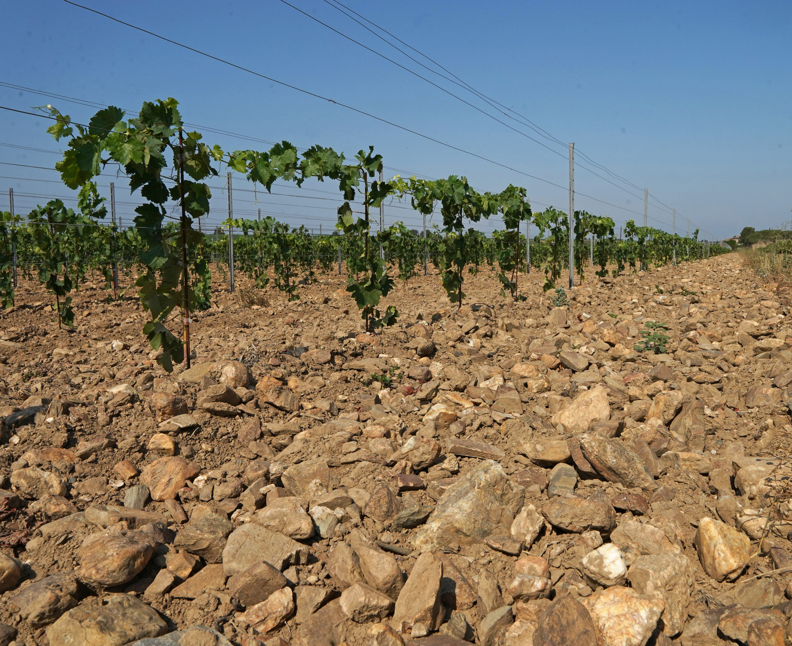 Domaine des Homs