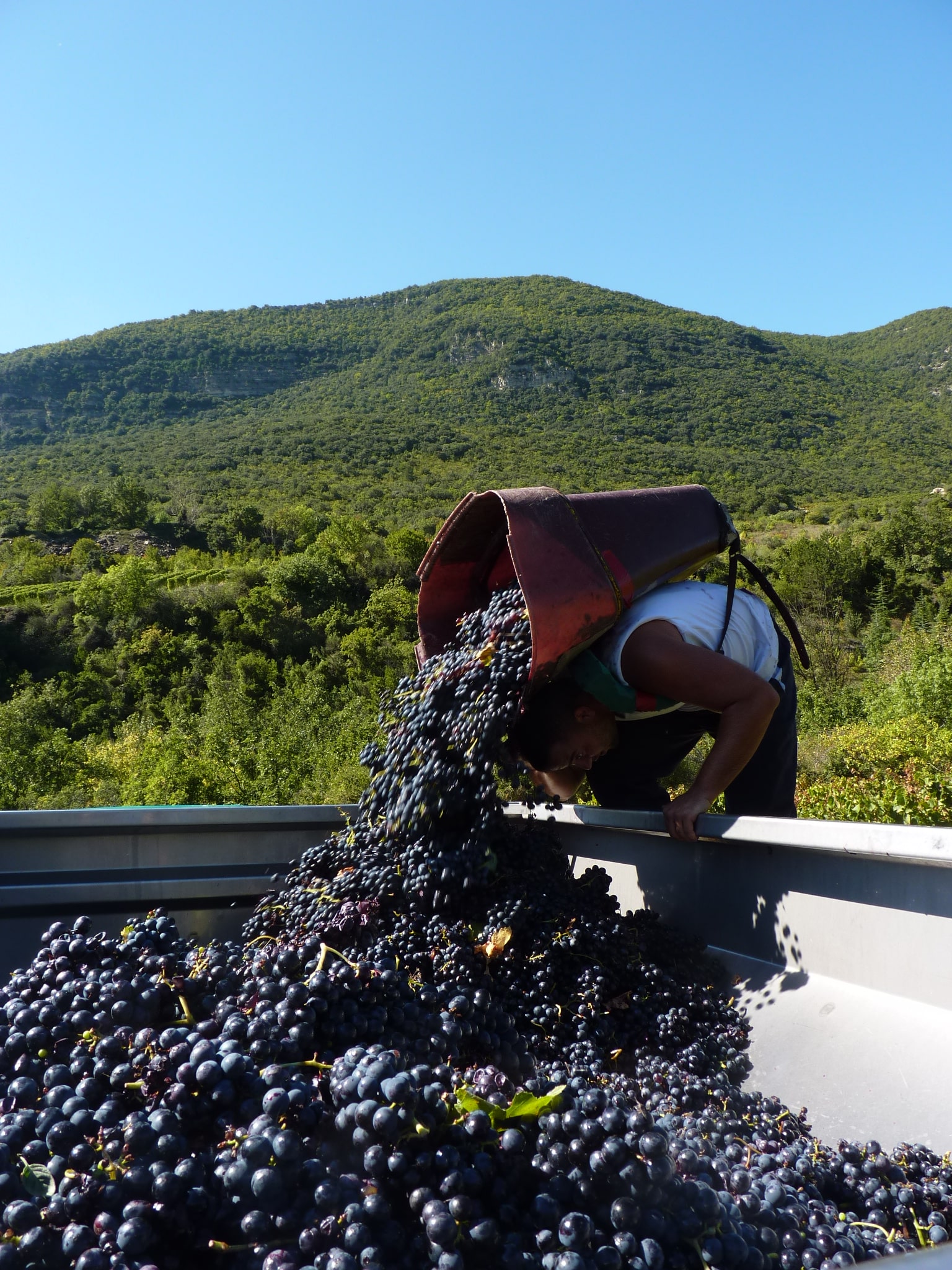 Domaine des Montezes