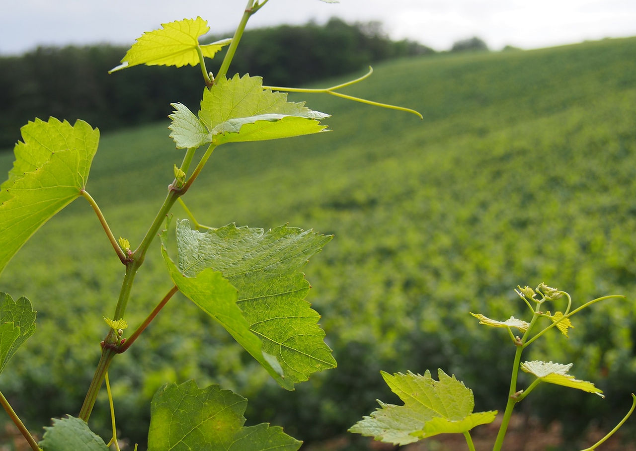 Domaine des Peregrins