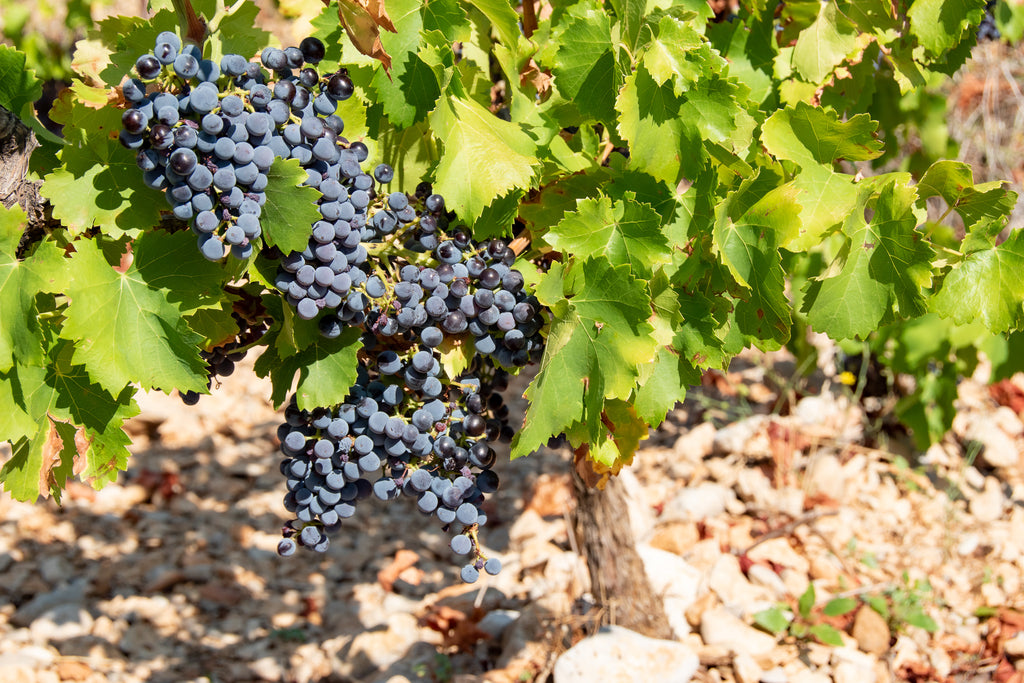Domaine des Richards