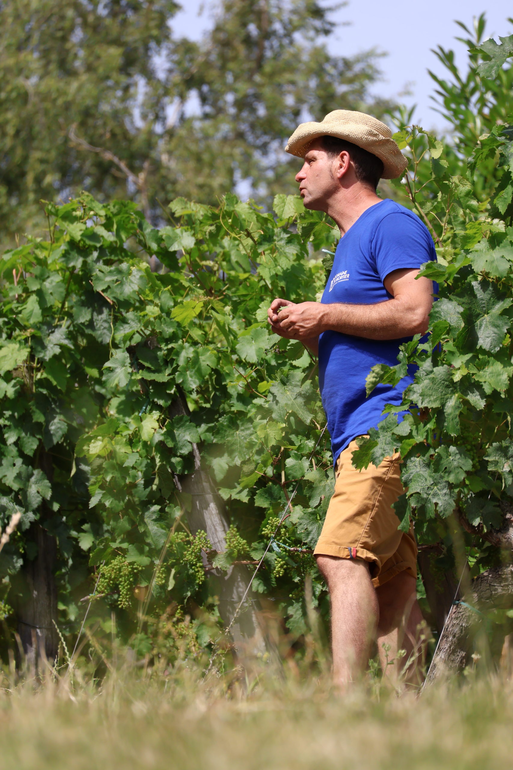 Domaine du Mortier