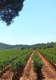 Domaine du Carrubier