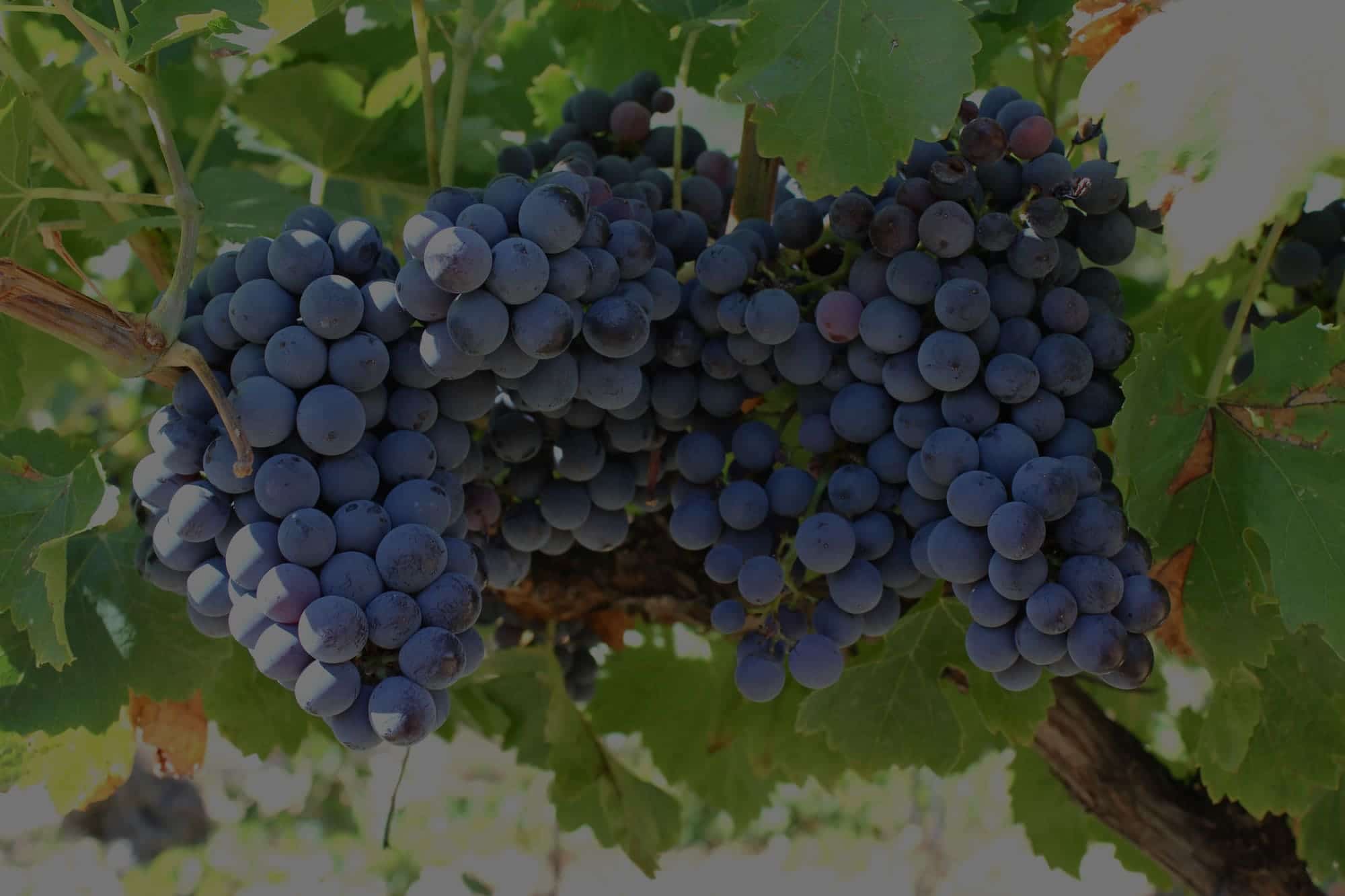 Domaine du Coriancon