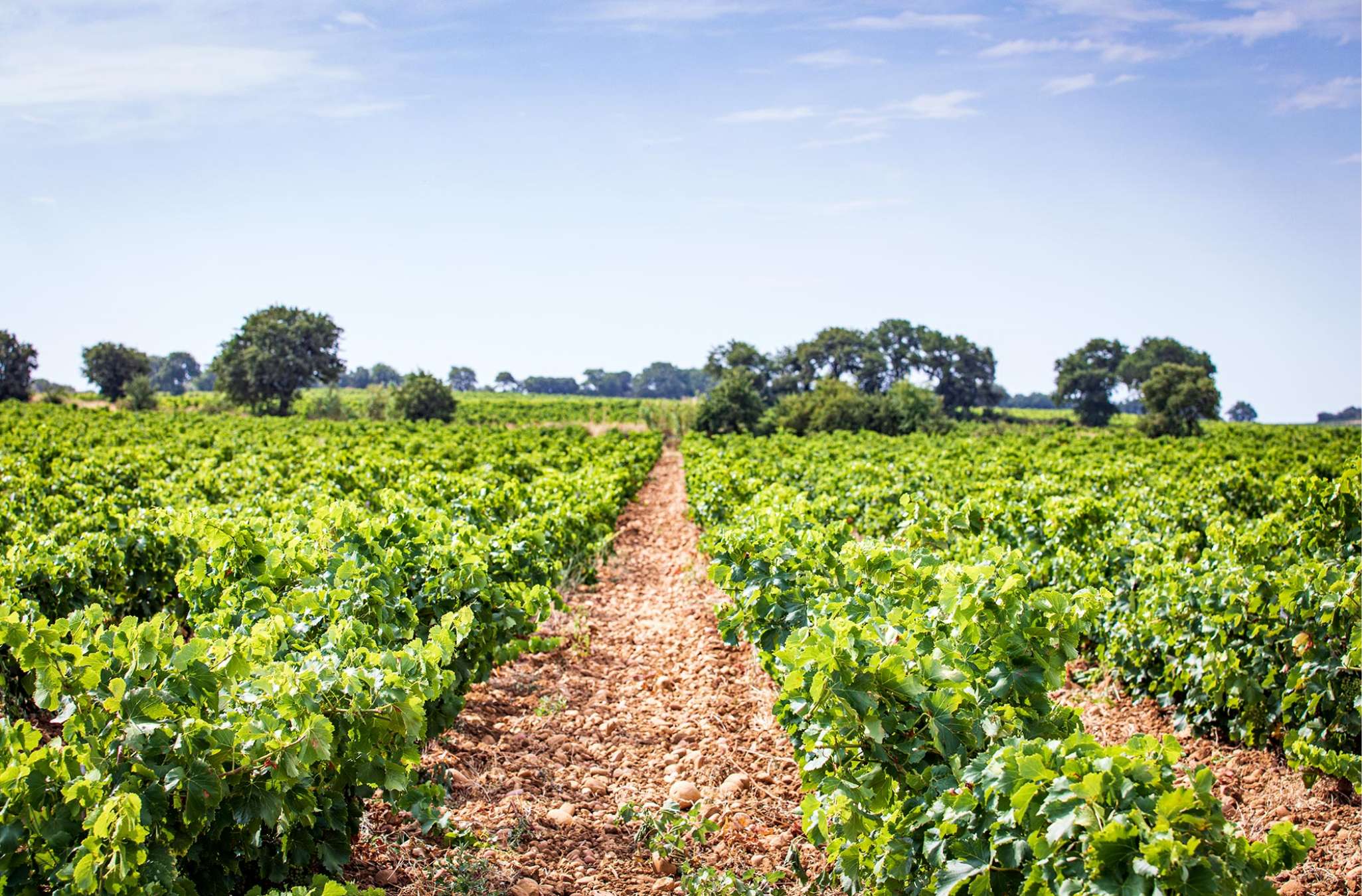 Domaine du Grand Tinel - Domaine de Saint Paul
