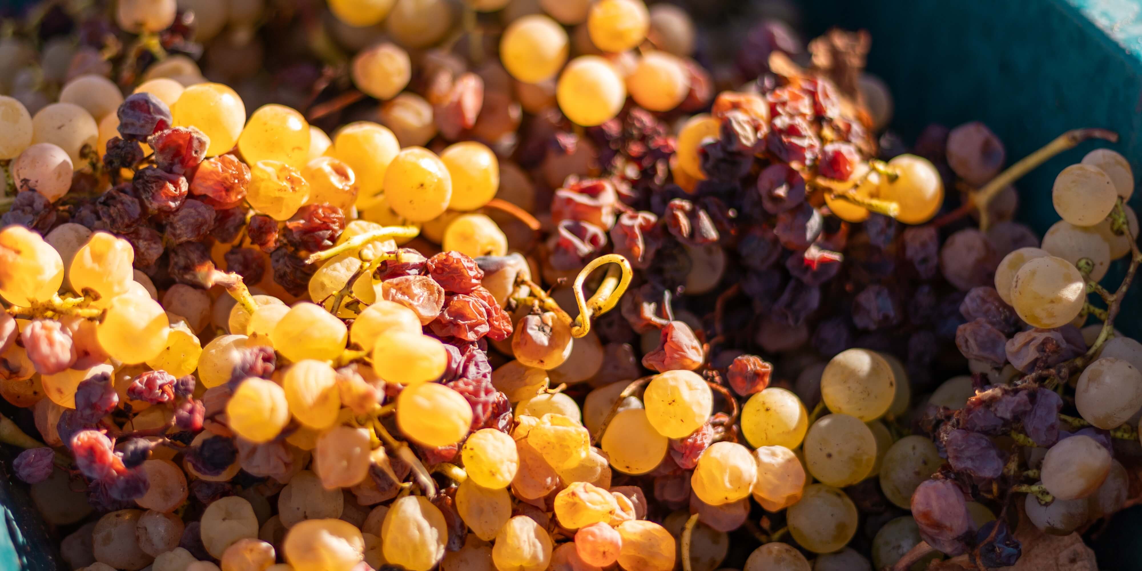 Domaine du Haut Montlong
