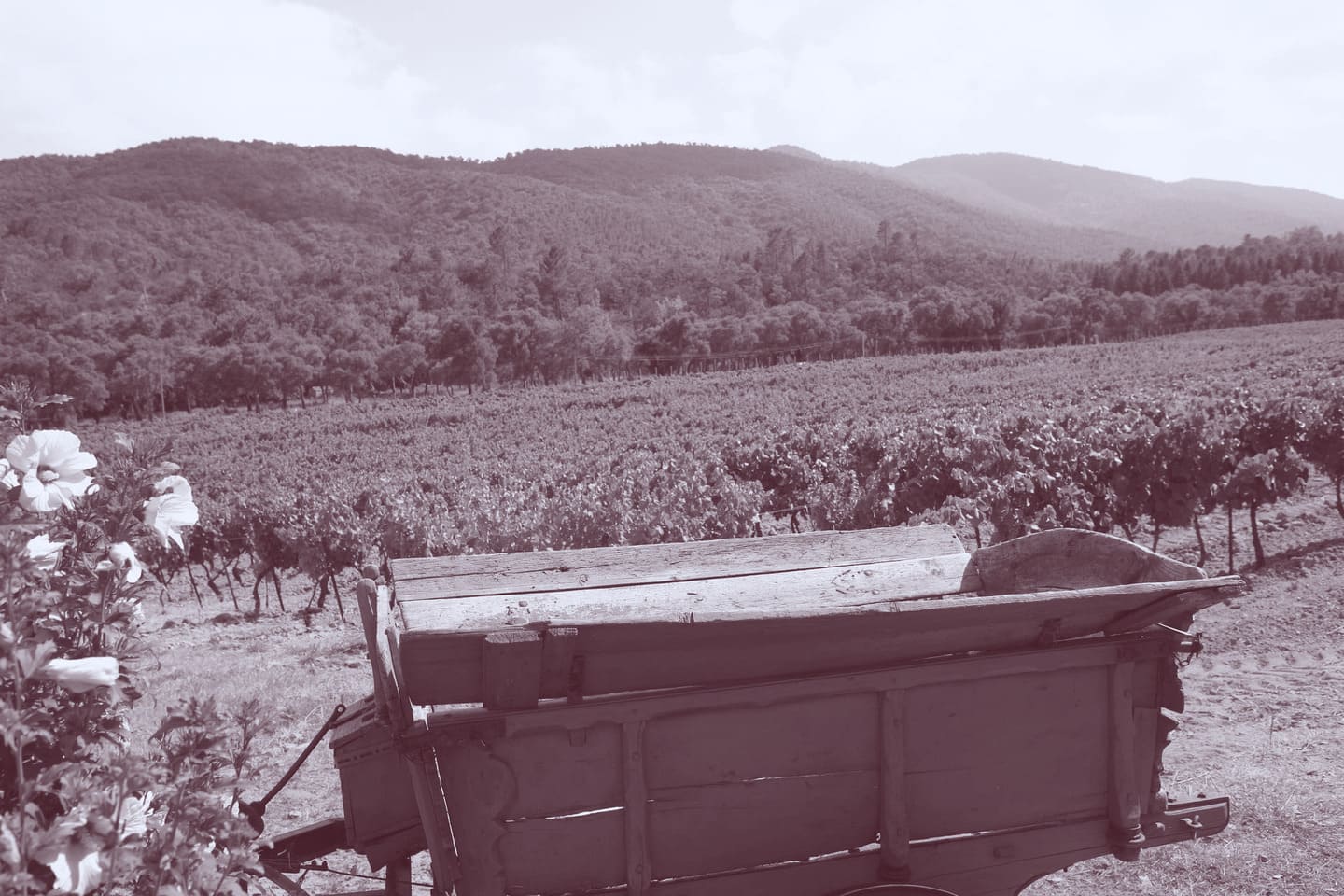 Domaine du Noyer-Clos Mistinguett