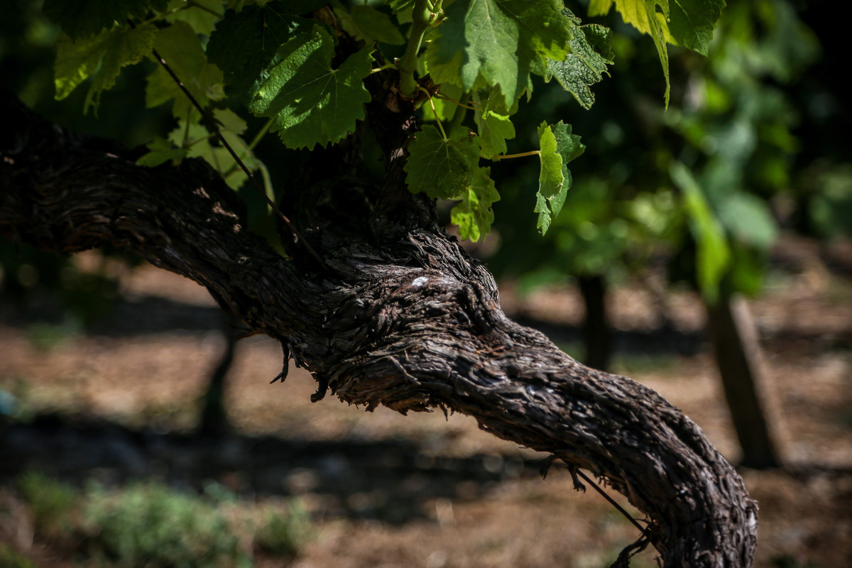 Domaine du Père Léon