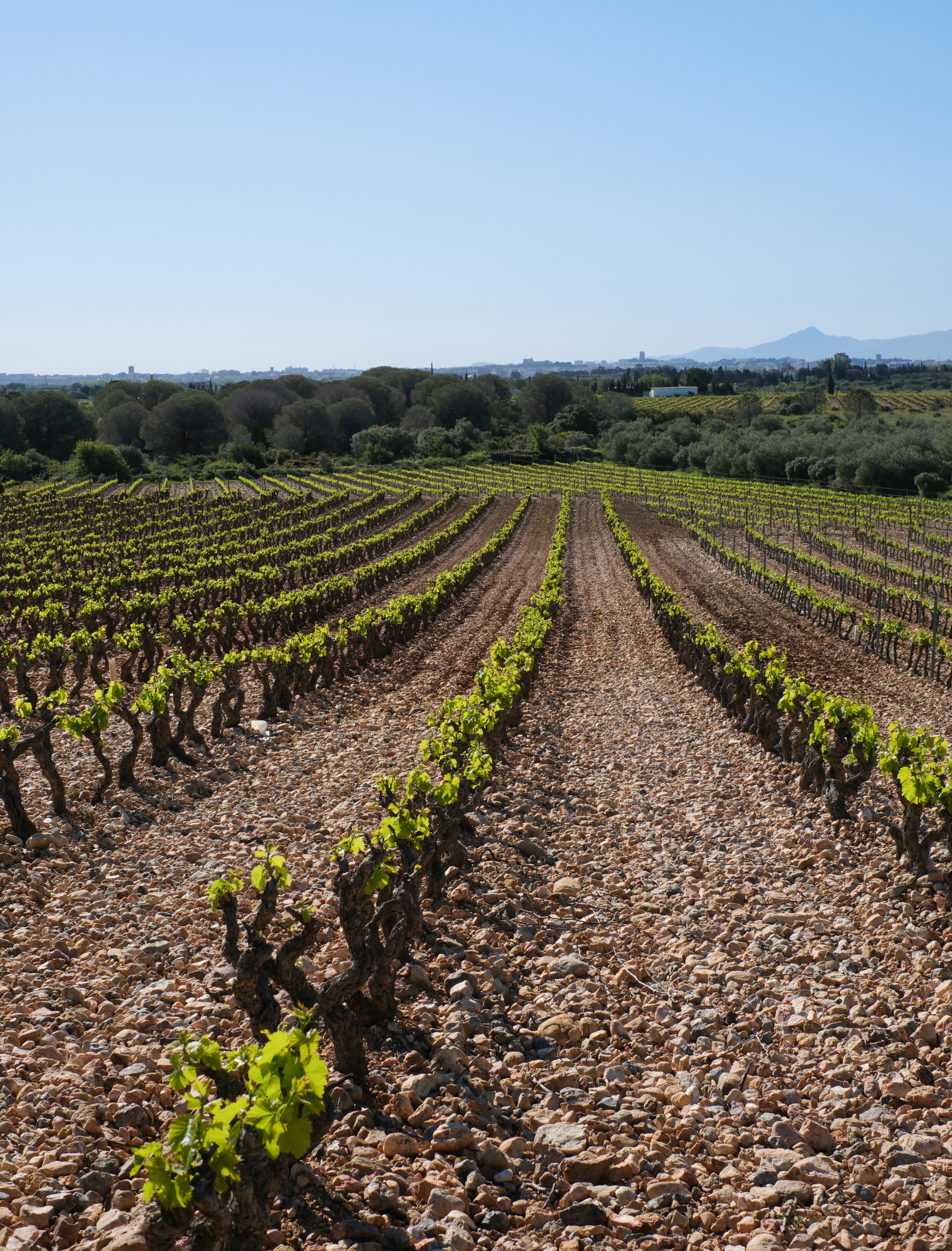 Domaine du Petit Rouquin
