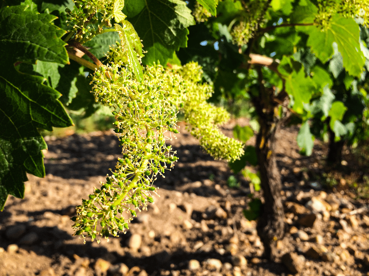 Domaine du Puy