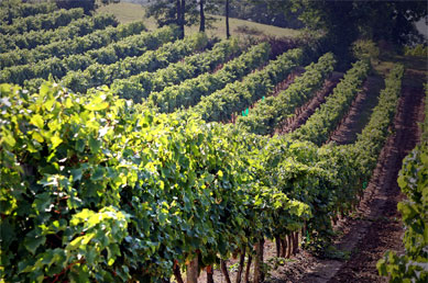 Domaine du Rey