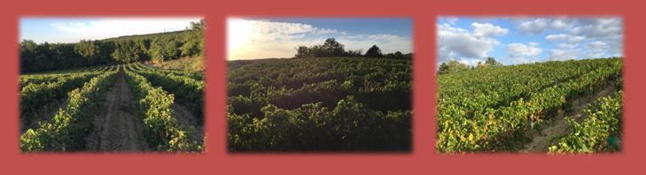 Domaine du Tucoulet