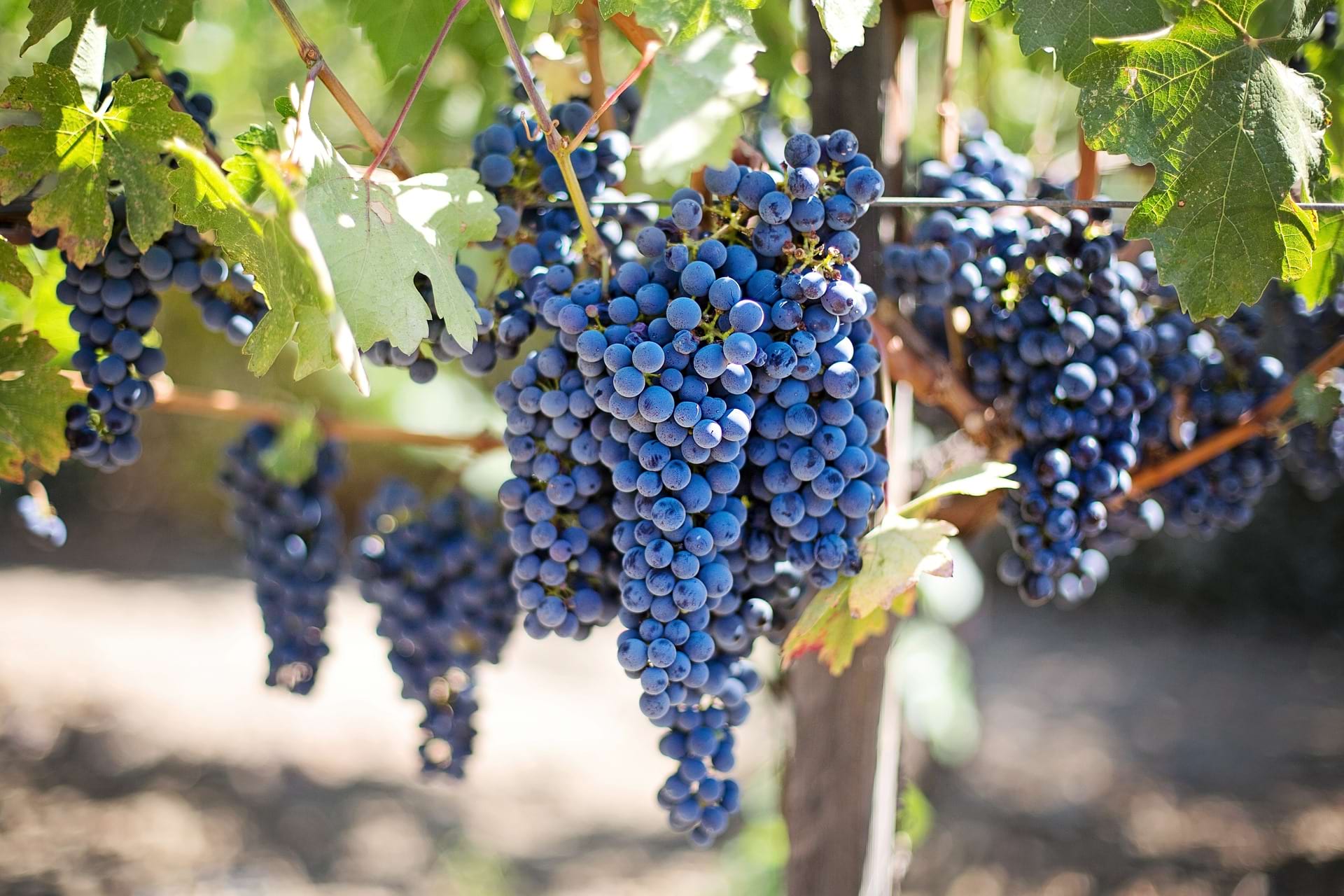Domaine du Vardet