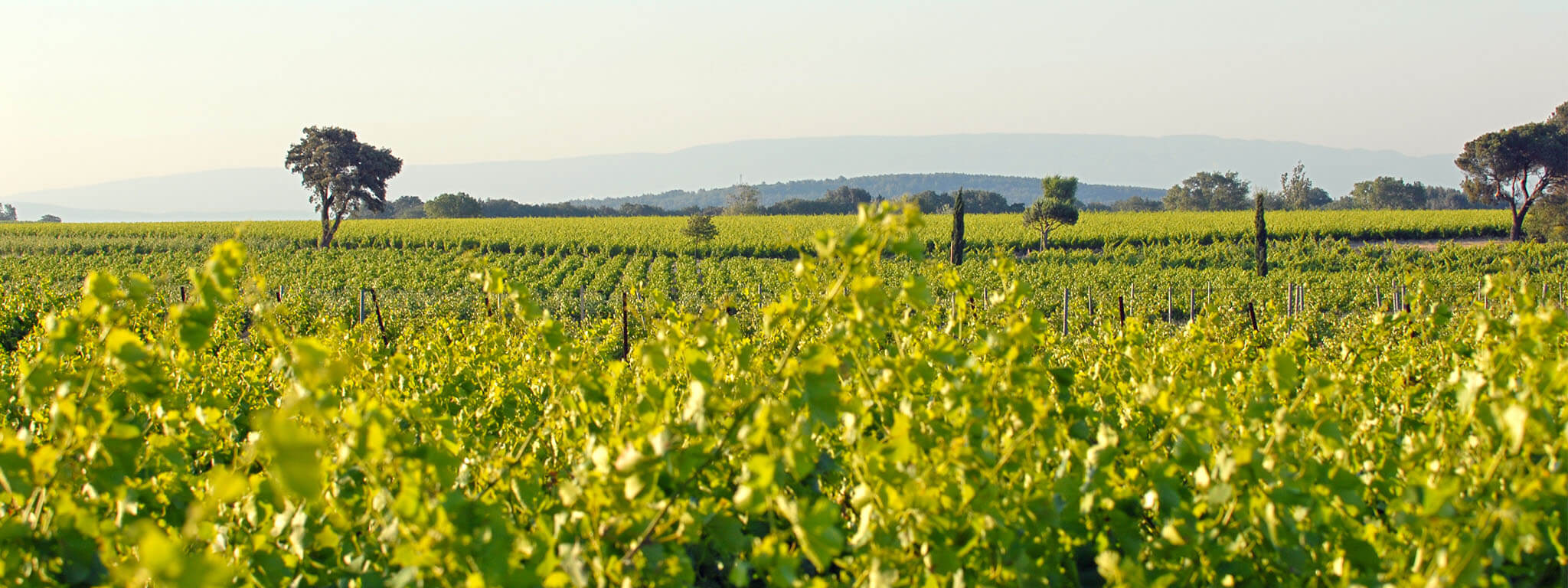Domaine du Vieux Lazaret-Domaine Duclaux