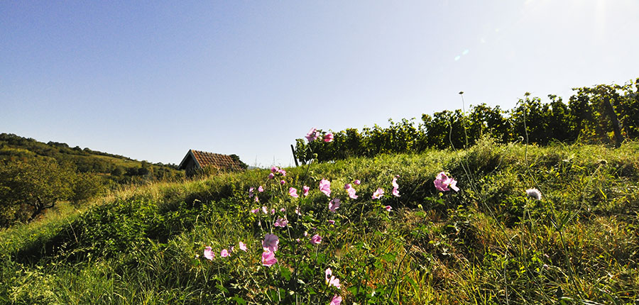 Domaine Dugois