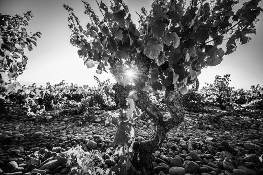 Domaine Durieu