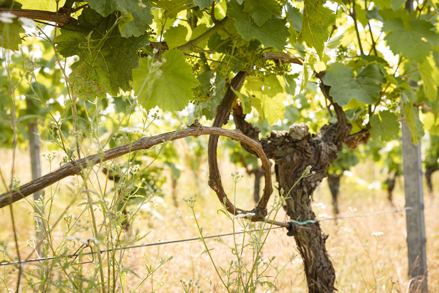 Domaine Einhart