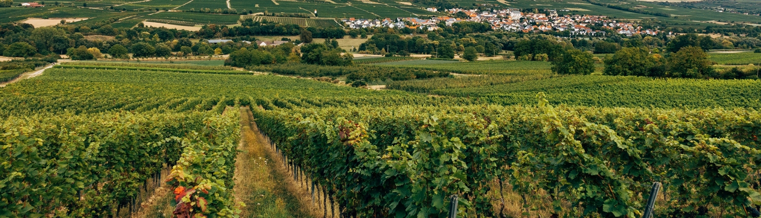 Domaine Eloy