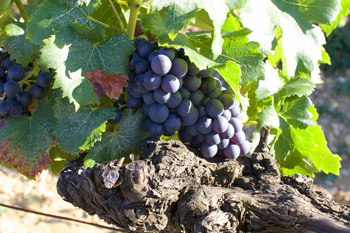 Domaine Fortuné