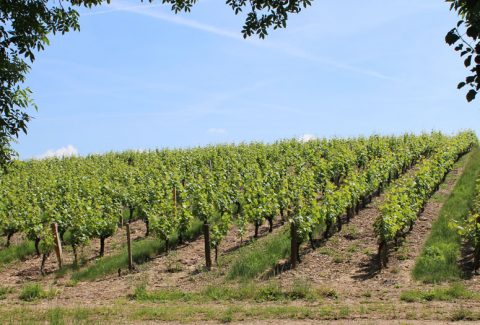 Domaine Fabien Murail
