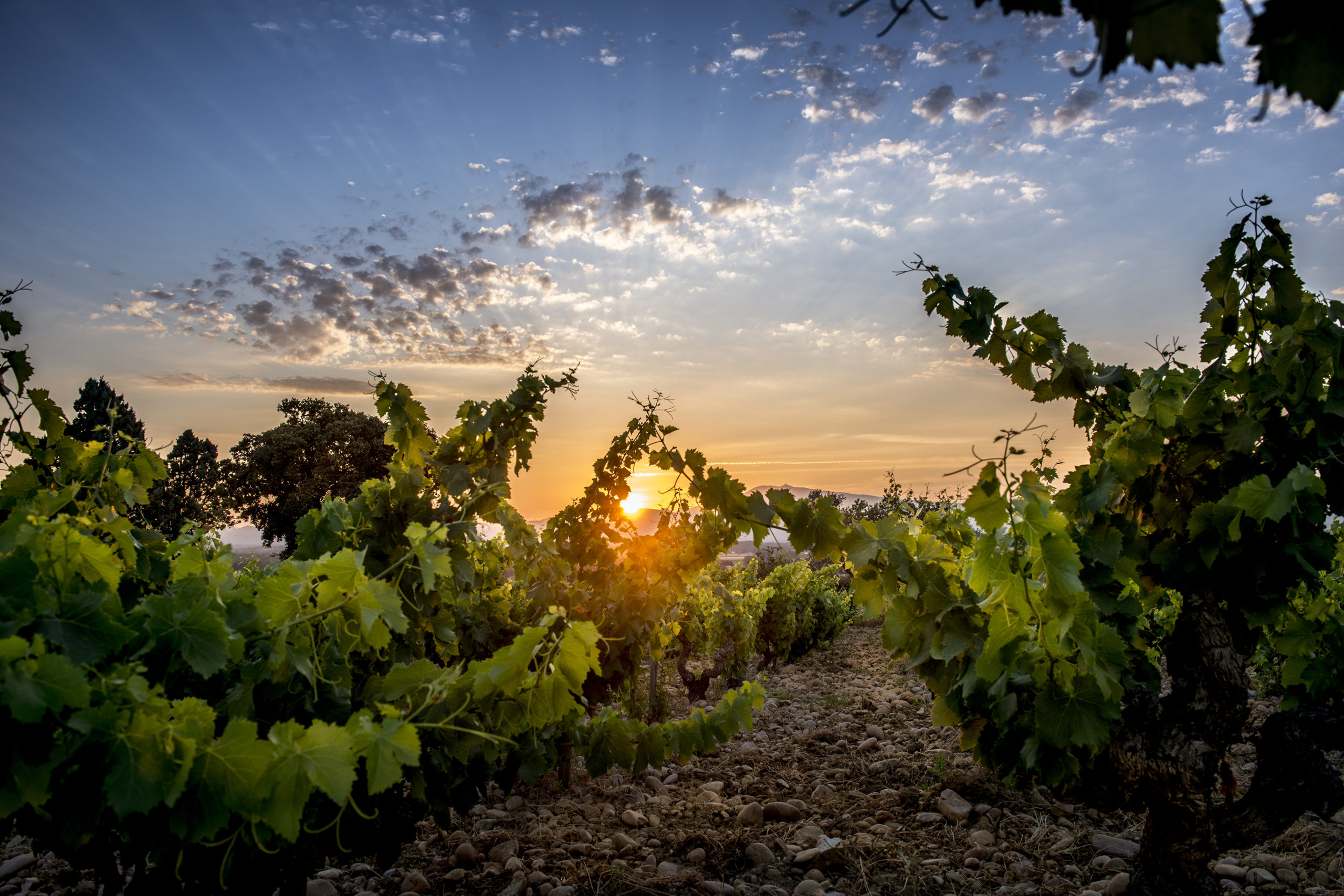 Domaine Font de Michelle