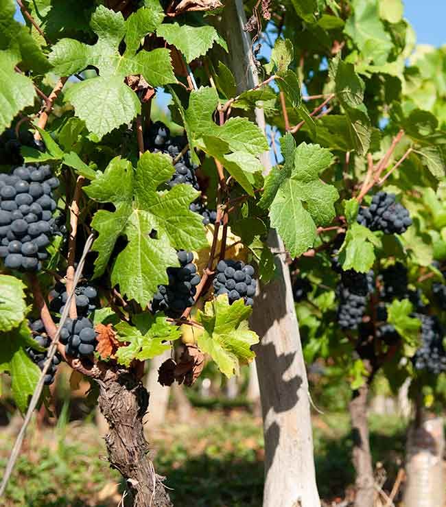 Domaine Franck Decrenisse
