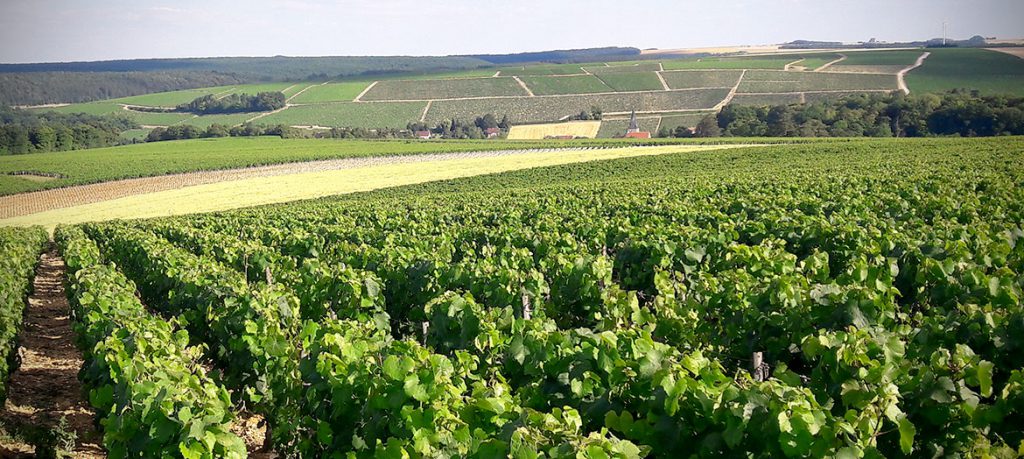 Domaine Geoffroy Alain