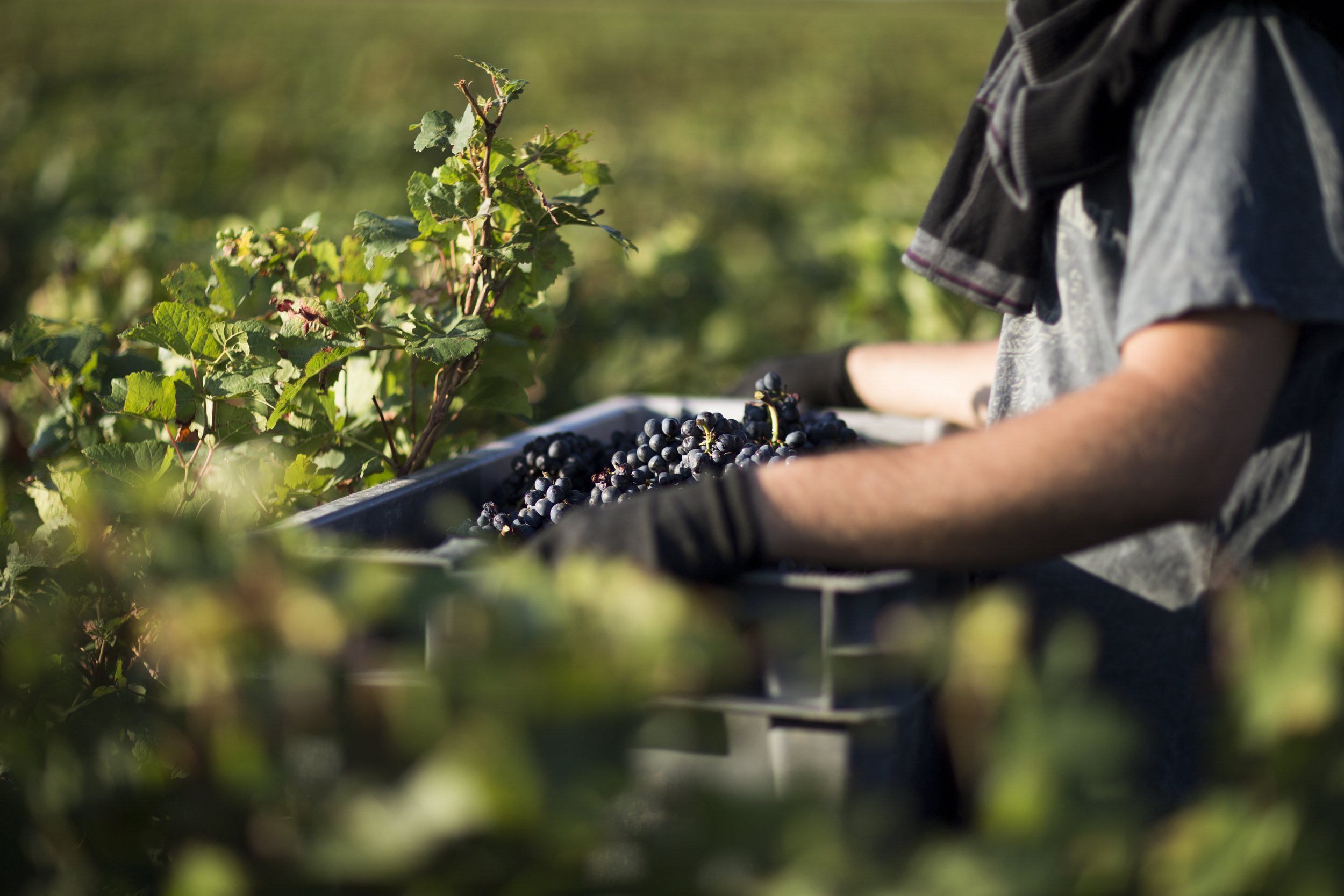Domaine Gille