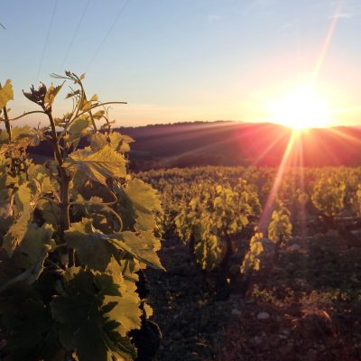 Domaine Grand Romane - Domaine les Hautes Cances