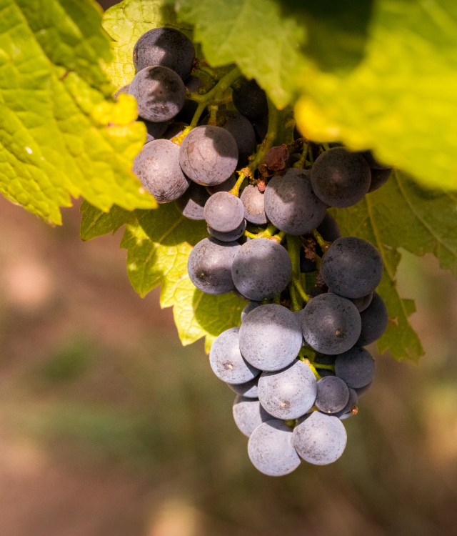 Domaine Huber et Bleger