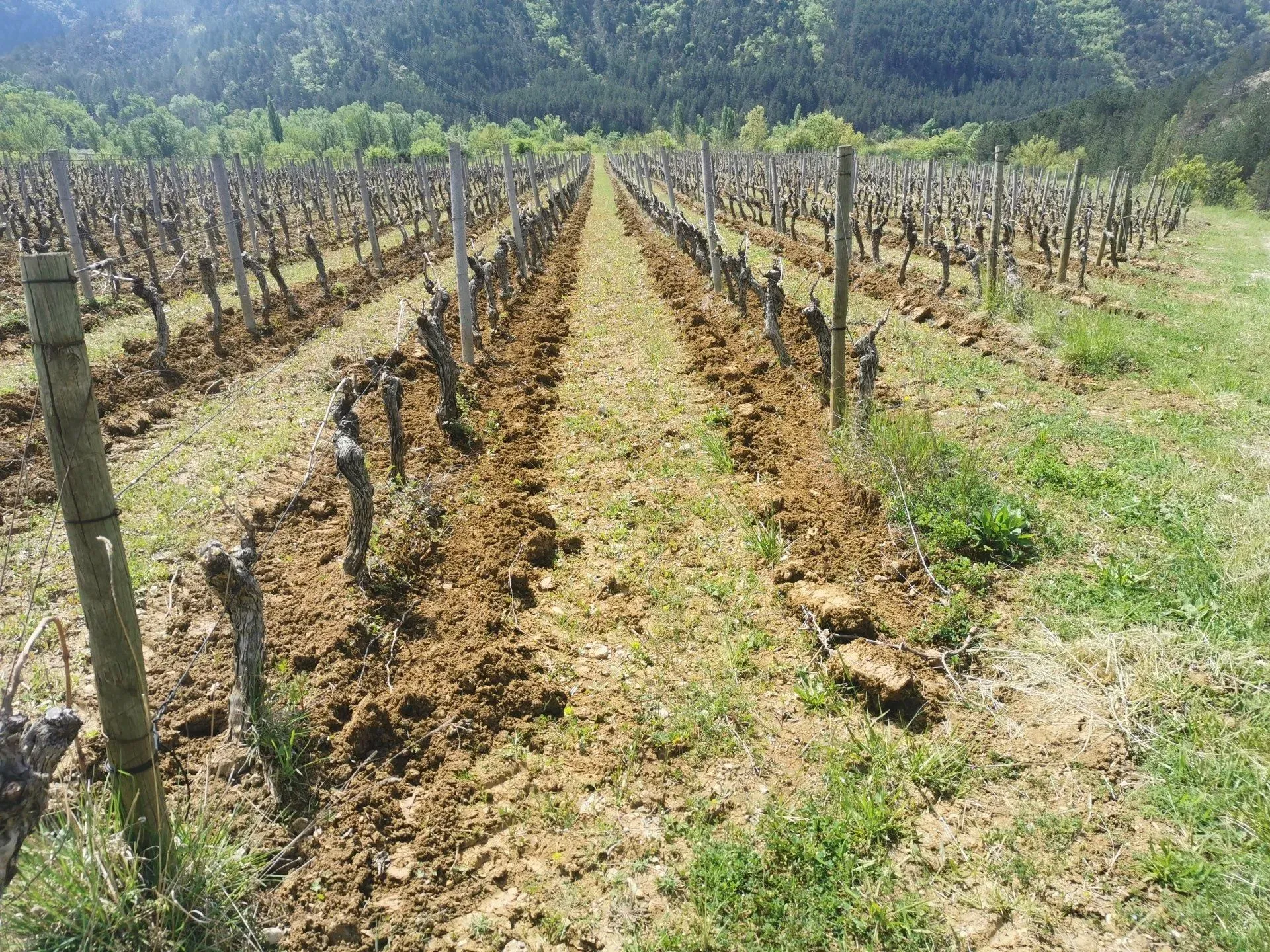 Domaine Jacques Faure