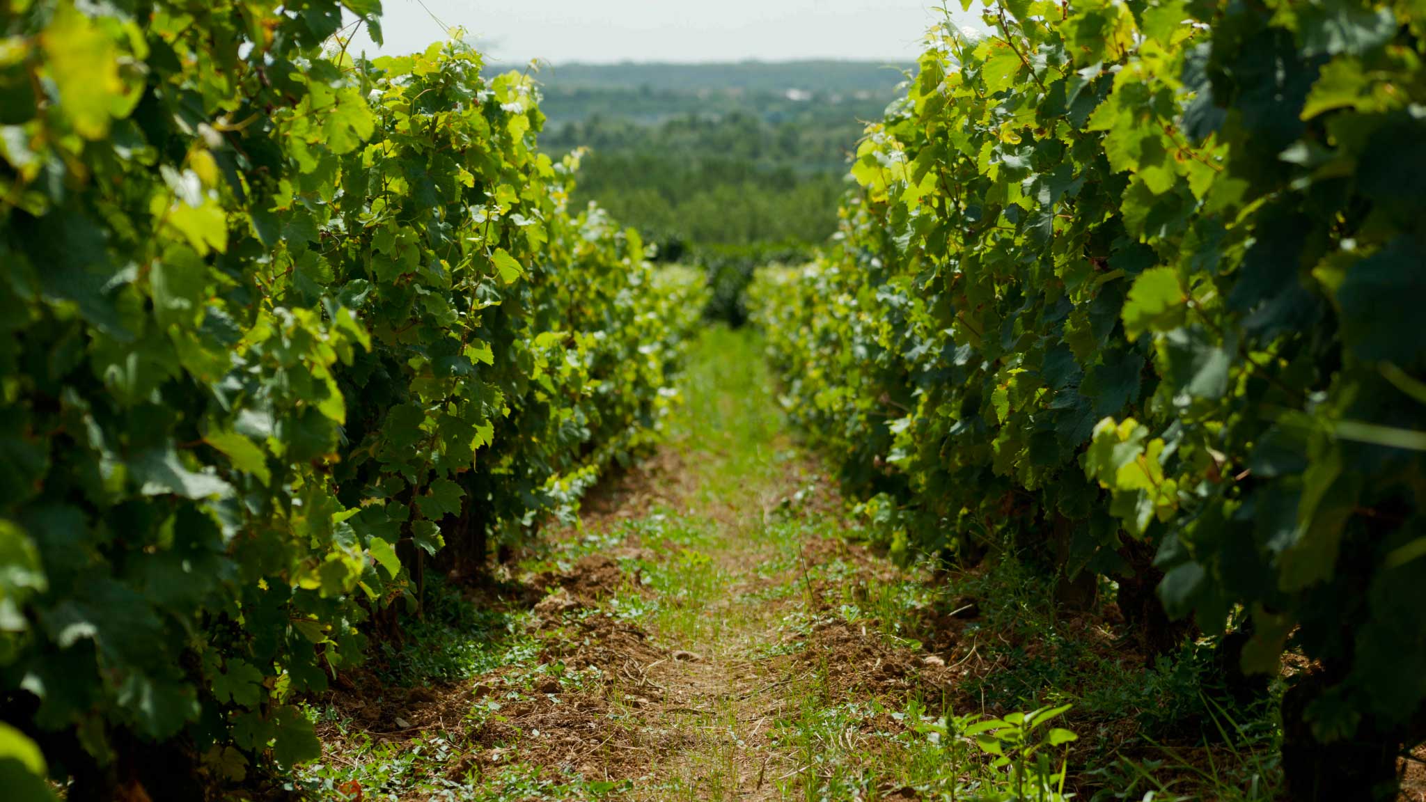 Domaine Jean-Marc Gilet
