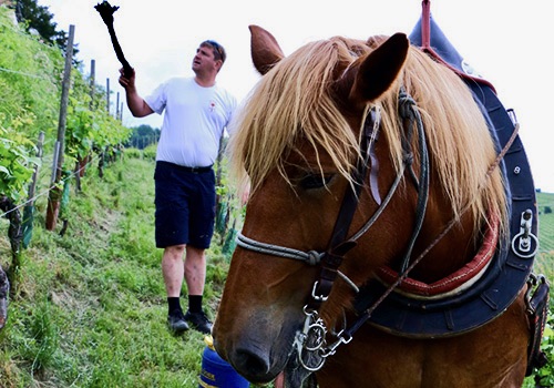 Domaine Jean Sipp