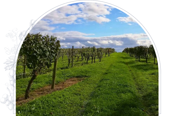 Domaine Jean Wambergue