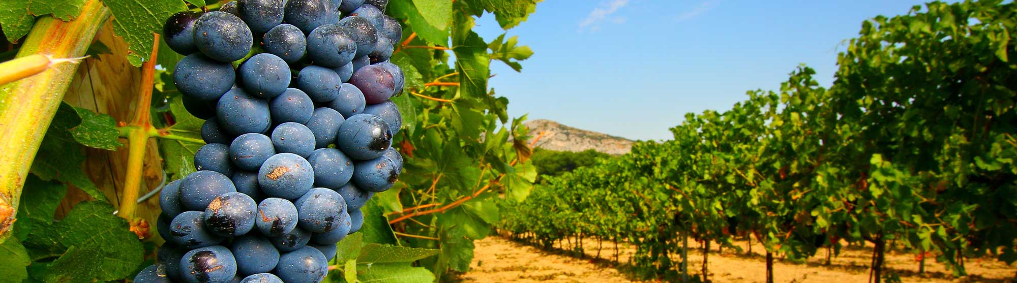Domaine la Bouscade