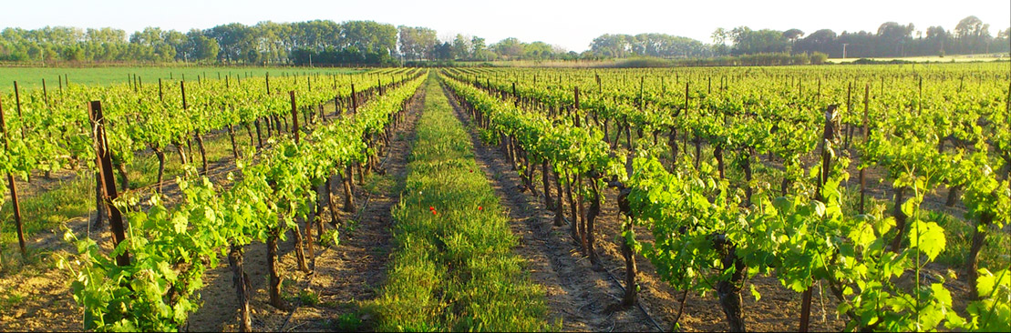 Domaine la Gourgasse Neuve