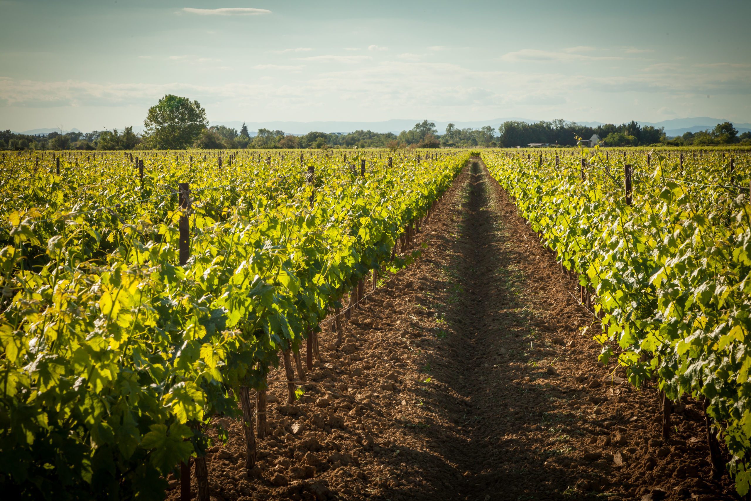 Domaine la Jasse d'Isnard